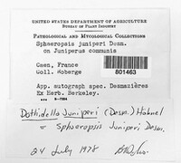 Sphaeropsis juniperi image